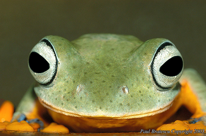 Asian Flying Frog (Rhacophorus reinwardtii)