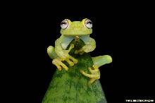 Polkadot Tree Frog (Hyla punctata)