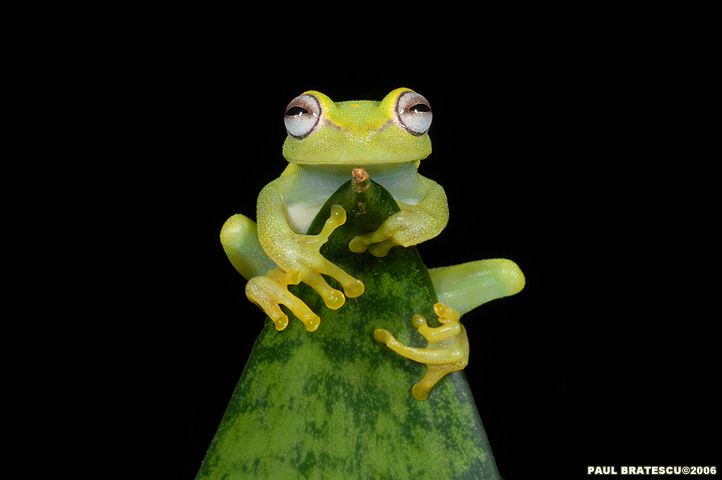 Polkadot Tree Frog (Hyla punctata)