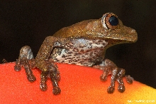 Map Tree Frog  (Hyla geographica)