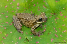 Beautiful Frog World