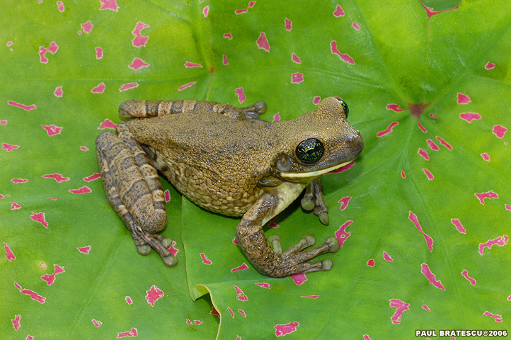 Beautiful Frog World