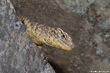 Does anyone know what species this is?