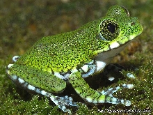 Peacock Frog (Leptopelis vermiculatus)