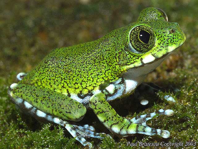 Peacock Frog (Leptopelis vermiculatus)