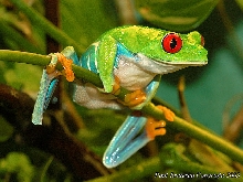 Red Eye Tree Frog