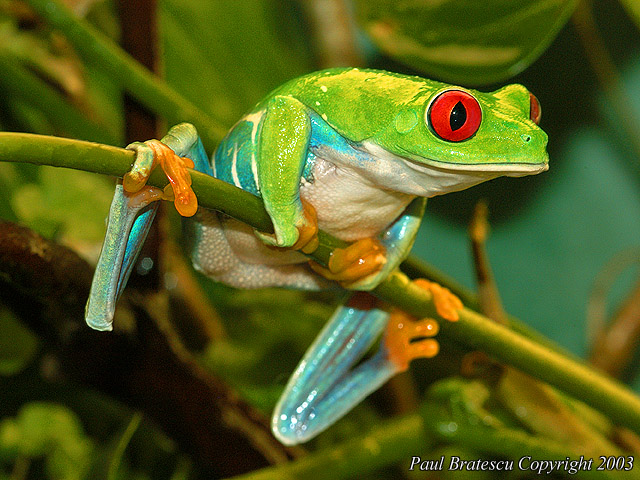 Red Eye Tree Frog