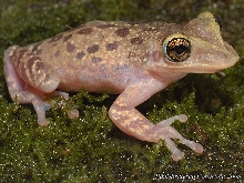 Casqued Head Tree Frog or Duckbill Frog (Triprion petasatus)