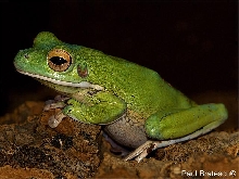 White-Lipped Tree Frog (Litoria Infrafrenata)