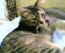 Chelbie