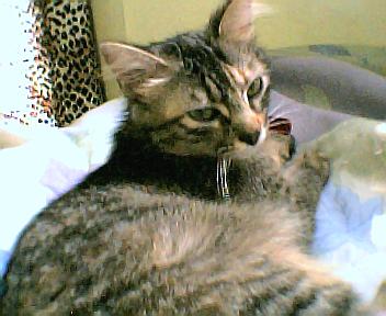 Chelbie