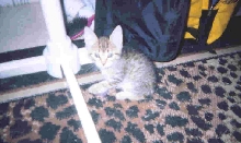 bobbie