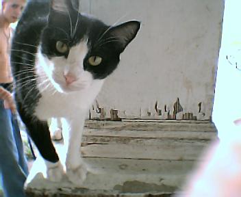 my angel