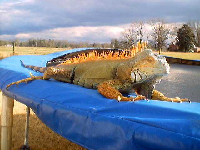 trampolines are fun..