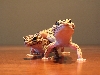 My Geckos