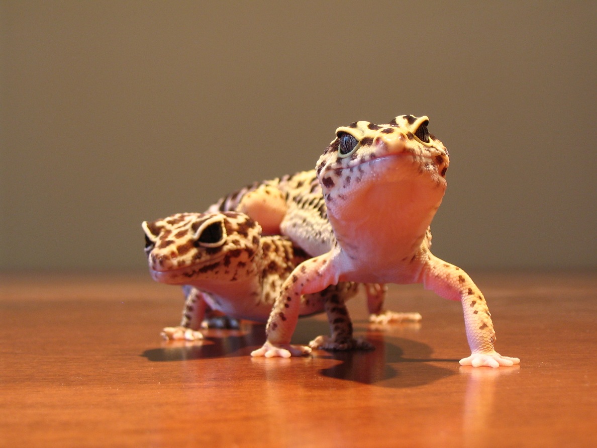 My Geckos
