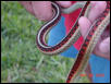 some high red parietalis....