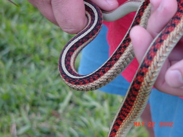 some high red parietalis....