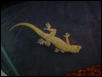 Gecko