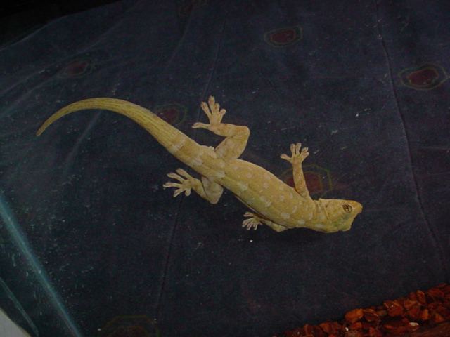Gecko