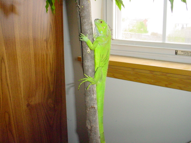 Snaps Climbin