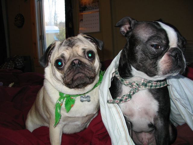 Mugsy and Mae