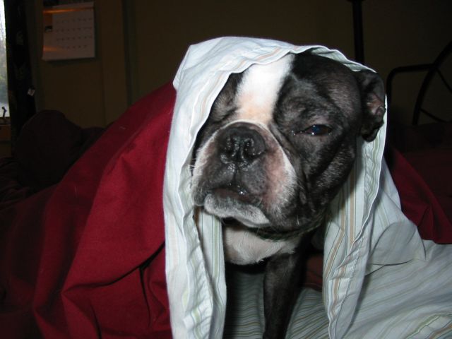 Mugsy in the morning