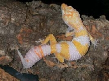 Giant Partial Carrot Head Albino
