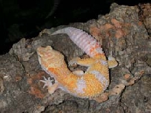Carrot Head Tangerine Albino