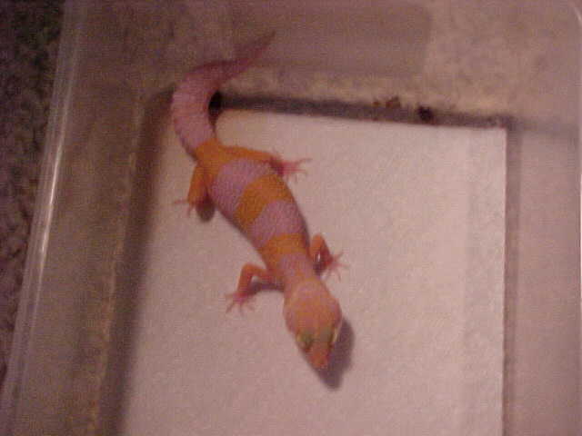 Tang albino Female