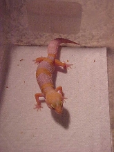 Tang albino female