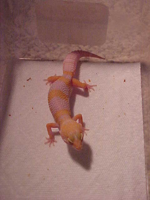Tang albino female