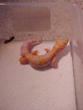 Tremper Tang albino