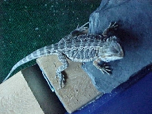 Blood Male