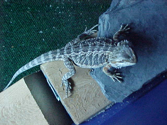 Blood Male