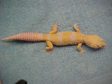 Giant Tangerine albino