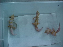 Future breeders