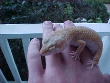 Carrot head tangerine albino