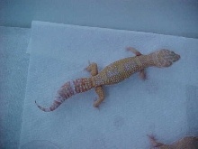 Carrot head Tangerine albino