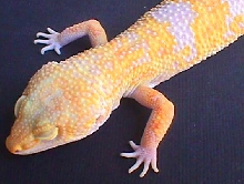 New male i got from tremper today