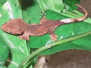 10a
