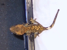 11a