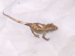 4b