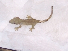 5a