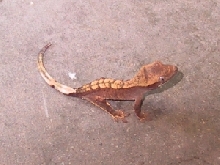 7a