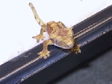 9a