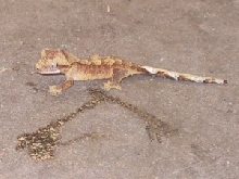 9c
