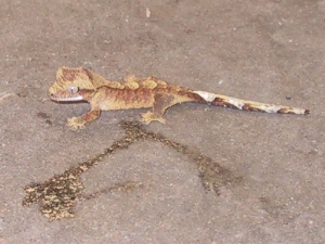 9c