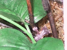 C.B. Hatchling Phantasticus #6