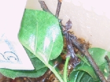 C.B. Hatchling Phantasticus #7